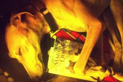 Kini  28 de noviembre 2014