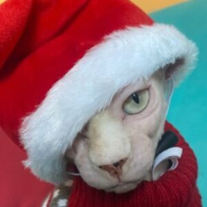 Foto del perfil de Albertrs3